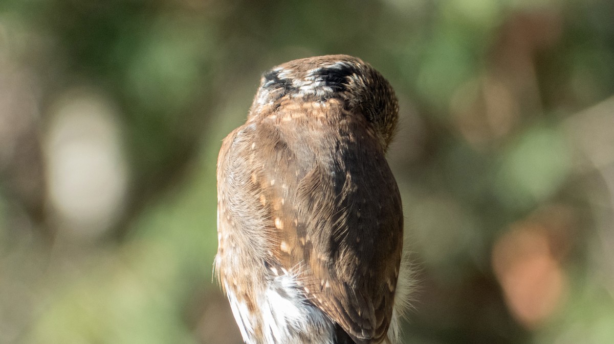 Northern Pygmy-Owl - ML276572451