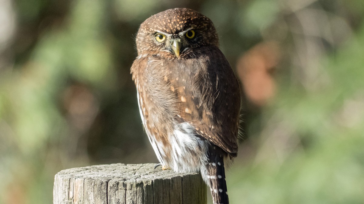 Northern Pygmy-Owl - ML276572881