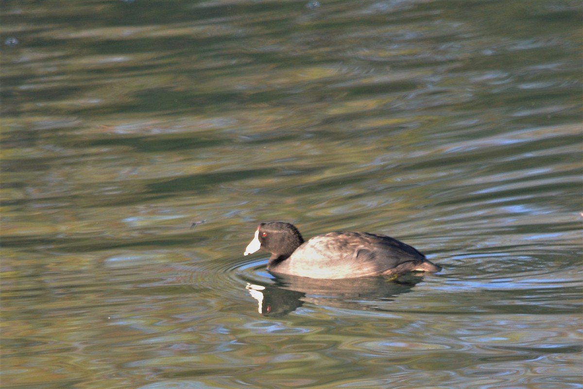 American Coot - ML276573031