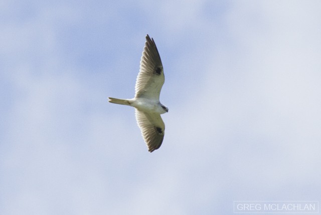 Black-shouldered Kite - Greg McLachlan