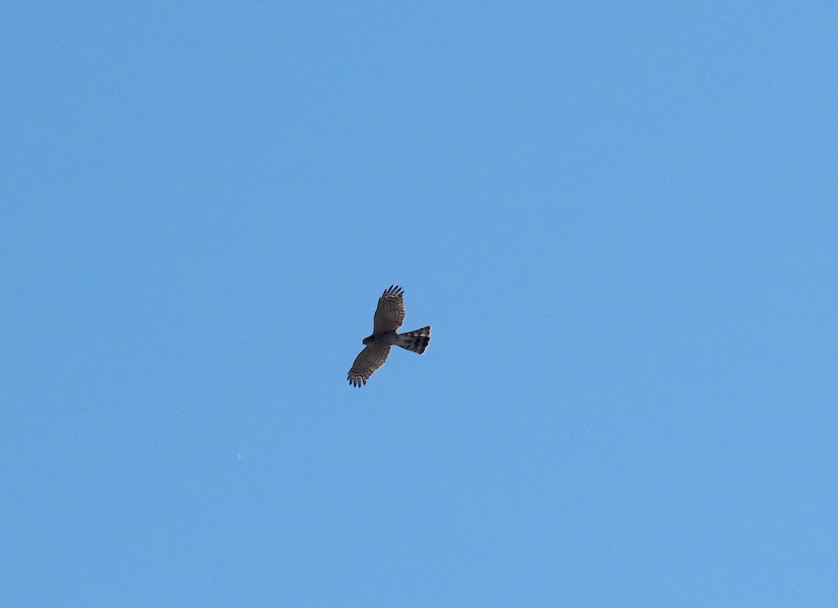 Sharp-shinned Hawk - ML276573921