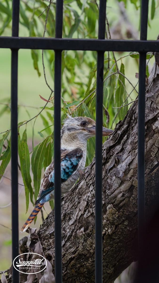 Blue-winged Kookaburra - ML27657821