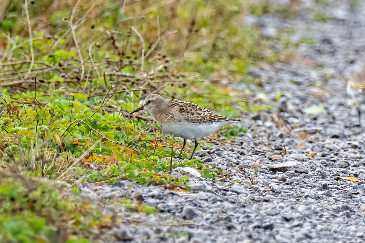 White-rumped Sandpiper - ML276578431