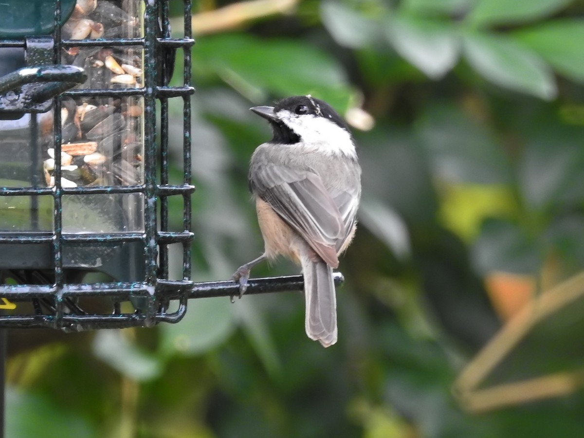 Carolina Chickadee - ML276578571