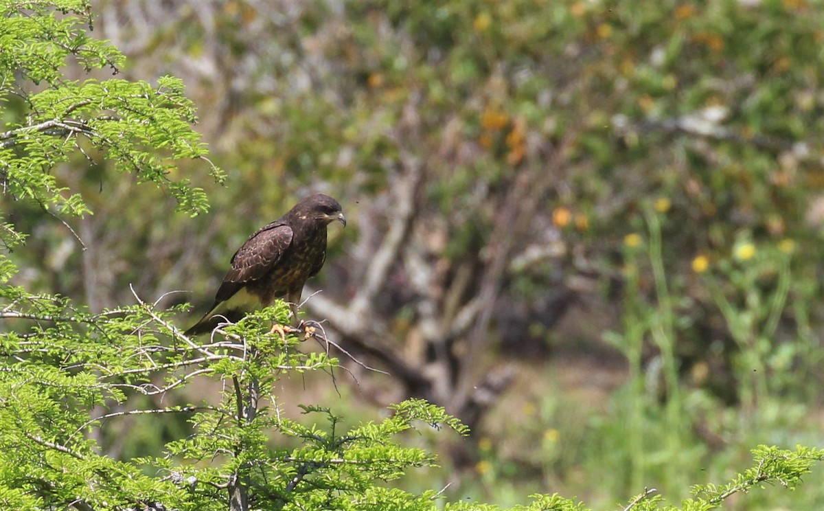 Snail Kite - Gustavo Fernandez Pin