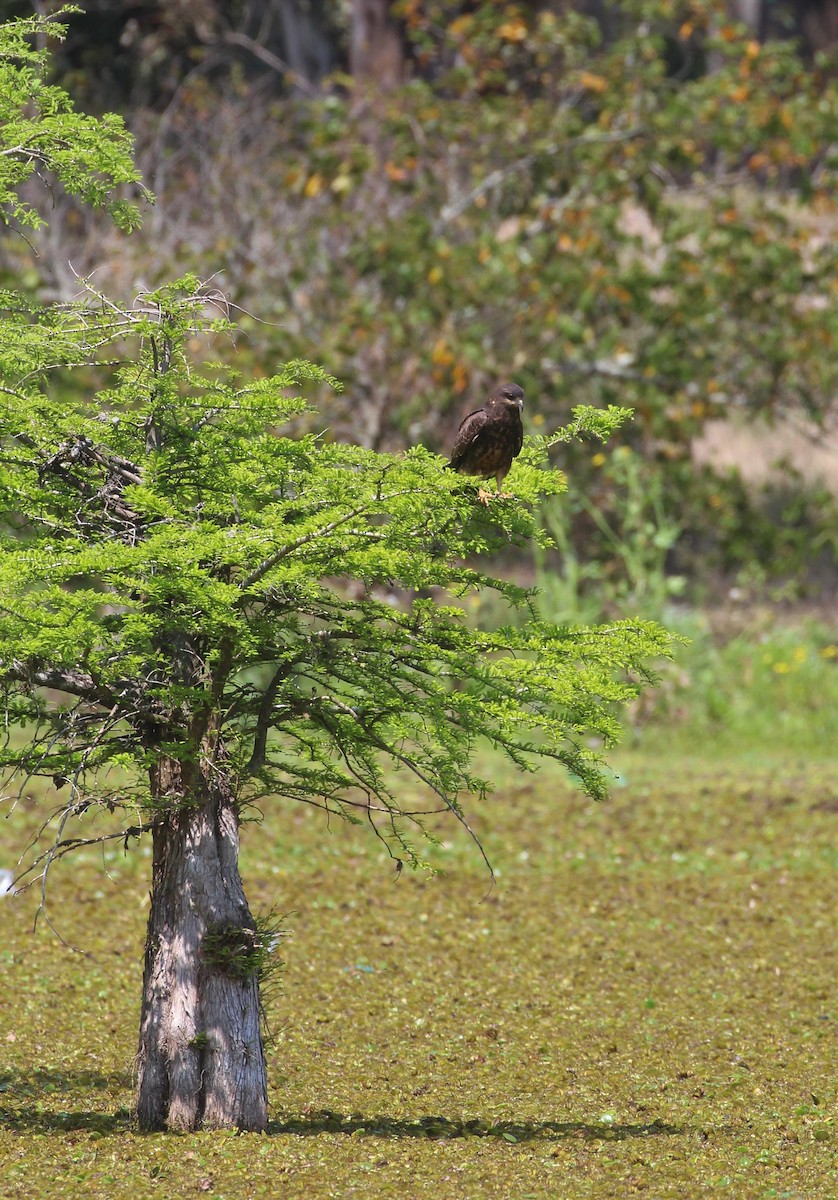 Snail Kite - ML276578631