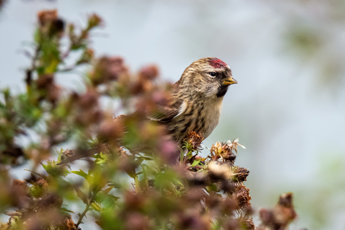 Redpoll (Common) - Donald Dixon