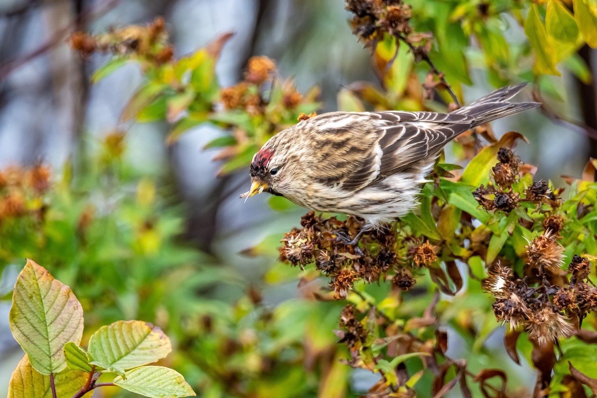 Redpoll (Common) - Donald Dixon