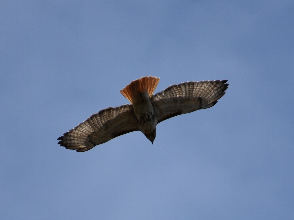 Red-tailed Hawk - Tyler Ekholm