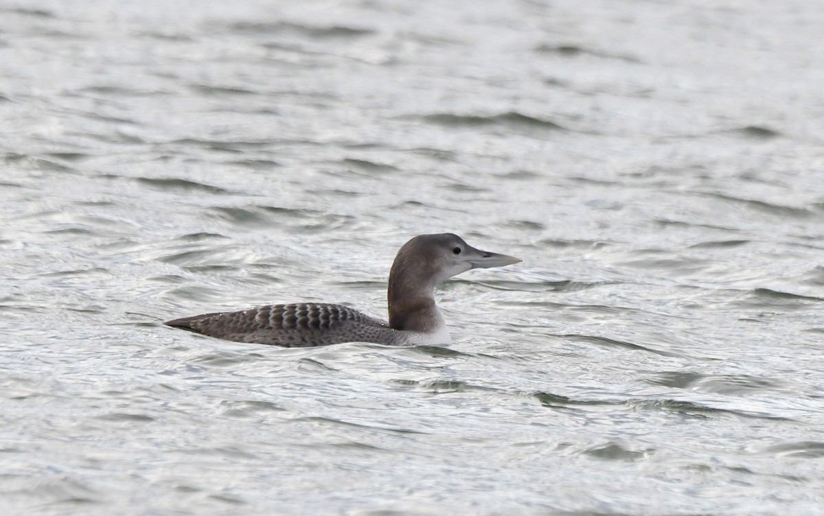 Yellow-billed Loon - Jeanne Burnham