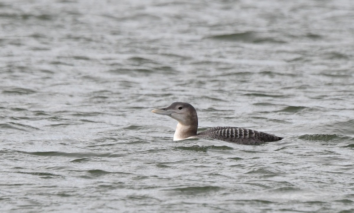 Yellow-billed Loon - Jeanne Burnham