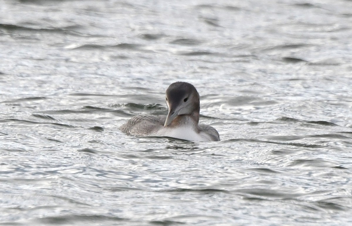 Yellow-billed Loon - Jeanne Burnham