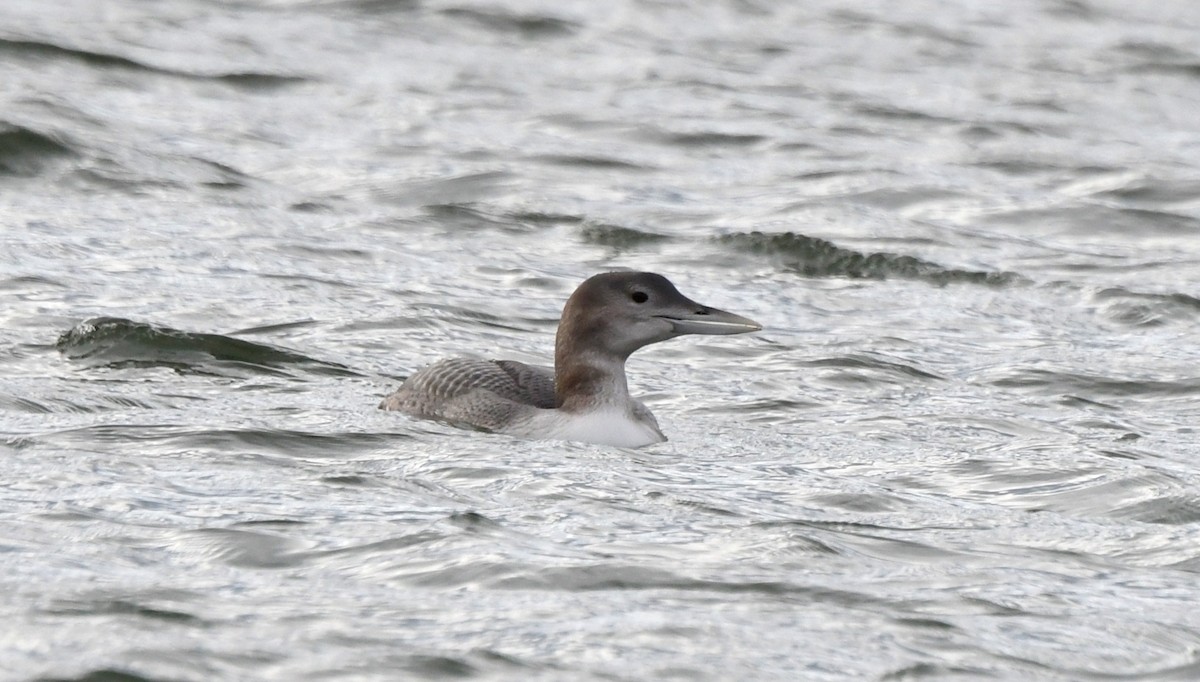 Yellow-billed Loon - Jeanne Burnham