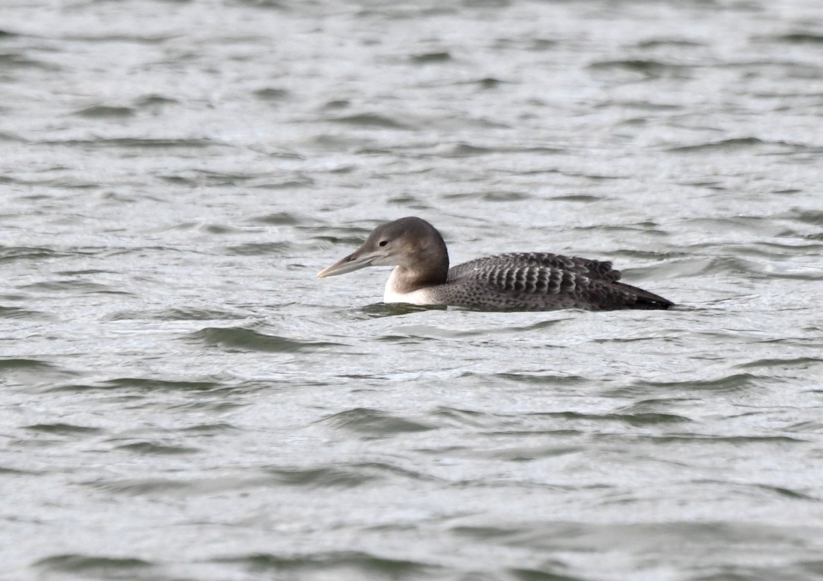 Yellow-billed Loon - Jeanne Burnham