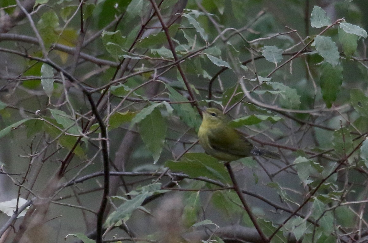 Tennessee Warbler - ML276580441