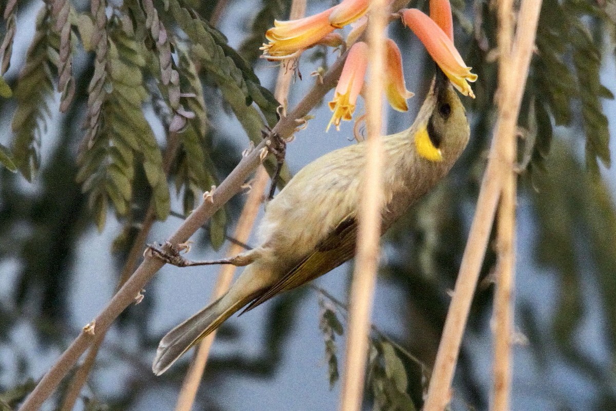 Gray-fronted Honeyeater - ML27658081