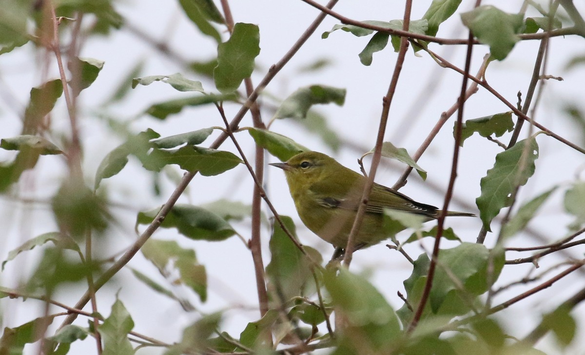 Tennessee Warbler - ML276580841