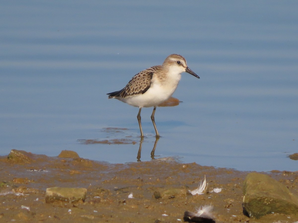 Semipalmated Sandpiper - ML276582741