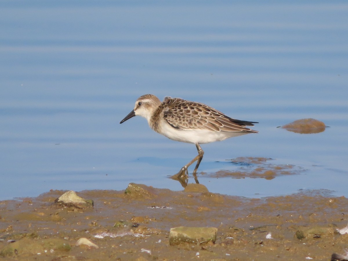 Semipalmated Sandpiper - ML276582831