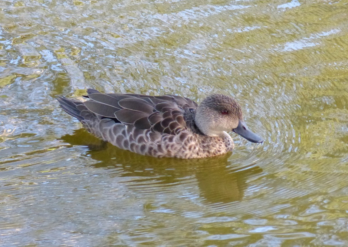 Gray Teal - Sandra Gallienne