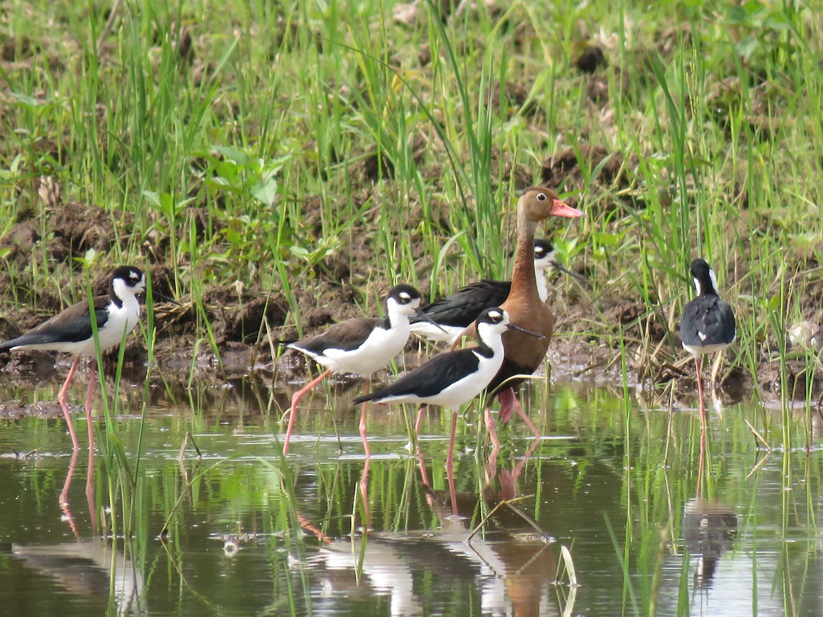 Black-necked Stilt - ML276584331