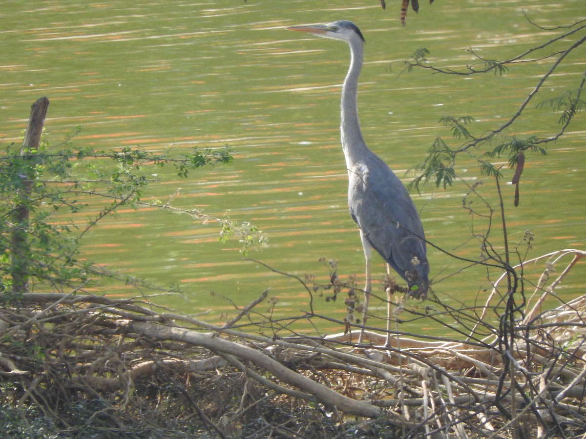 Gray Heron - ML27658531