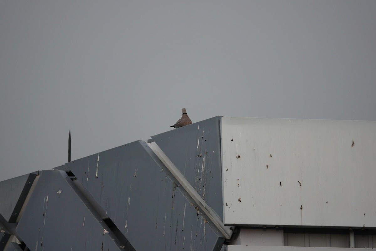 Red Collared-Dove - Kuan Chieh/貫捷 (Chuck) Hung/洪