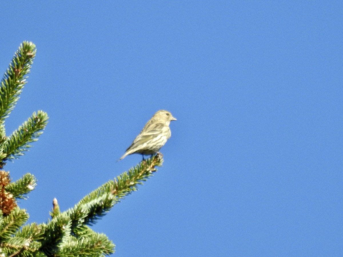Pine Siskin - ML276587771
