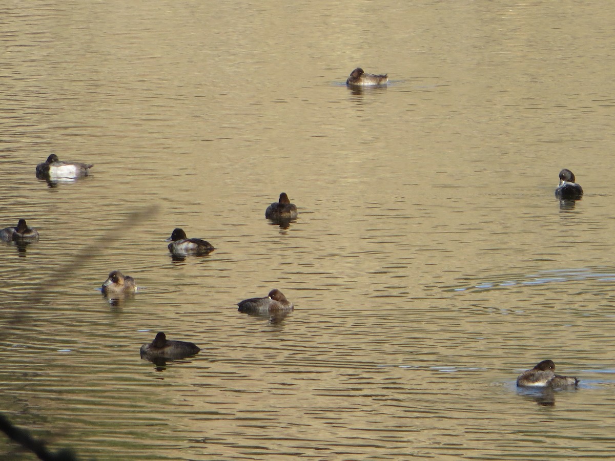 Lesser Scaup - ML276588011