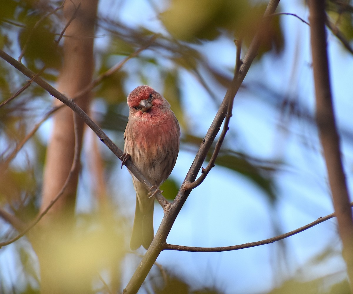House Finch - ML276588741