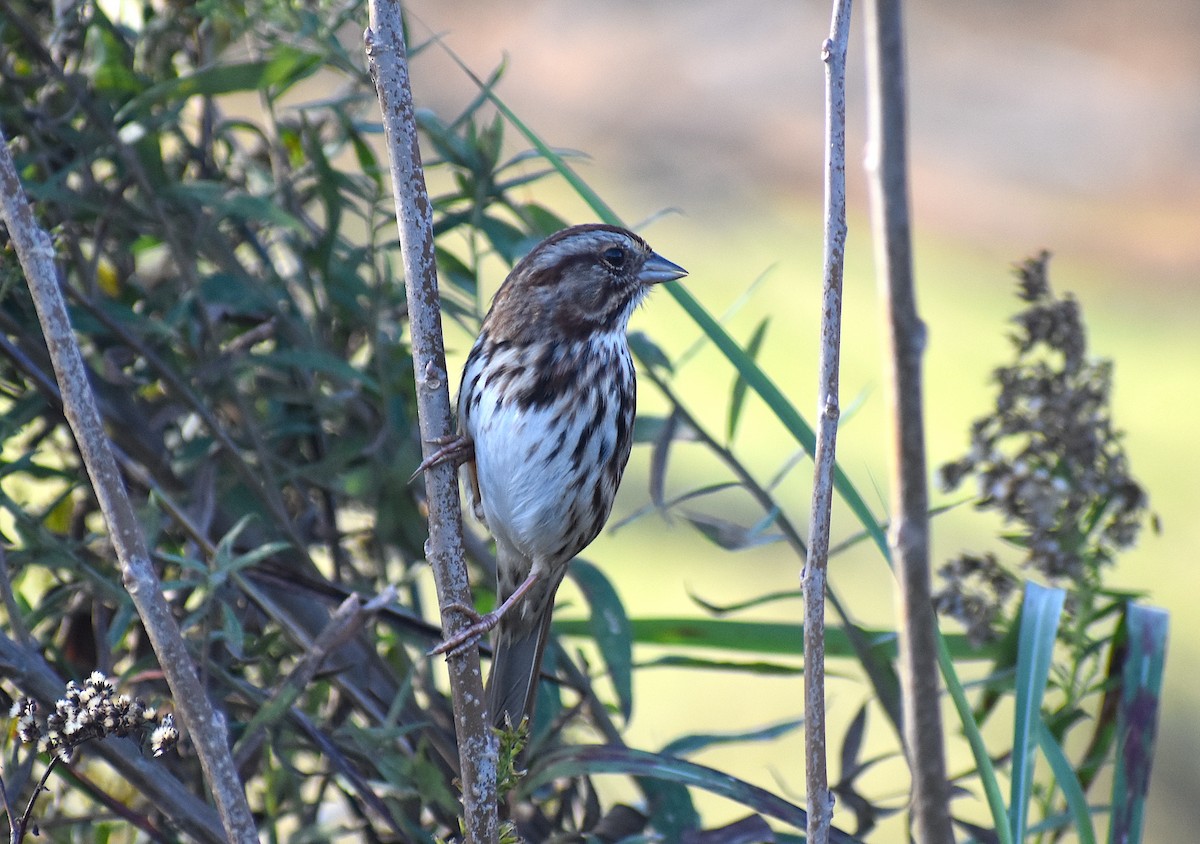 Song Sparrow - ML276588811