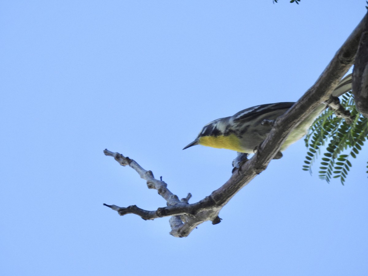 Yellow-throated Warbler - ML276590721