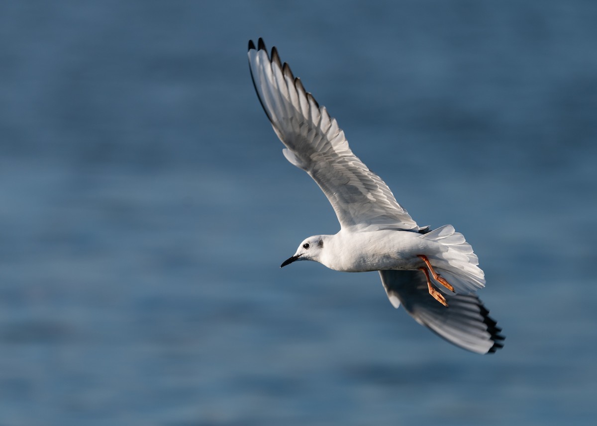 Bonaparte's Gull - ML276591591