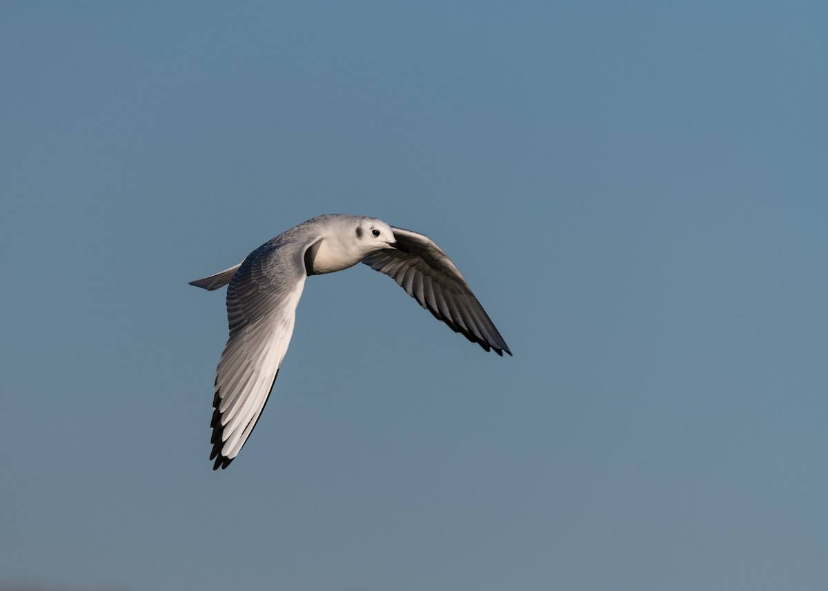 Bonaparte's Gull - ML276591601