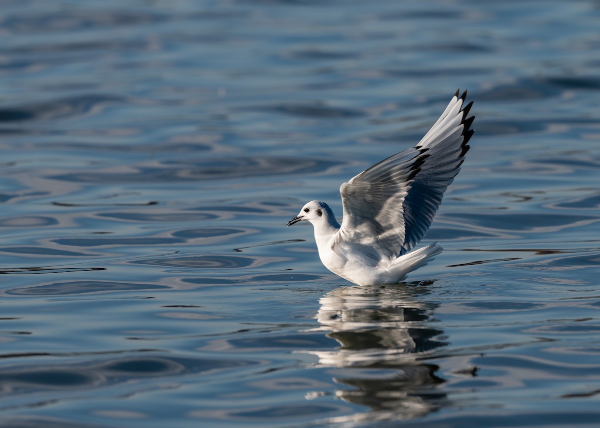 Bonaparte's Gull - ML276591611