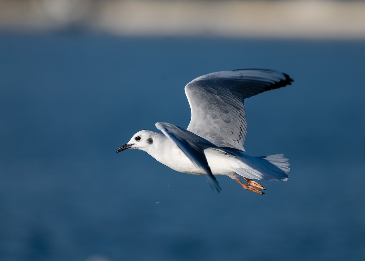 Bonaparte's Gull - ML276591621