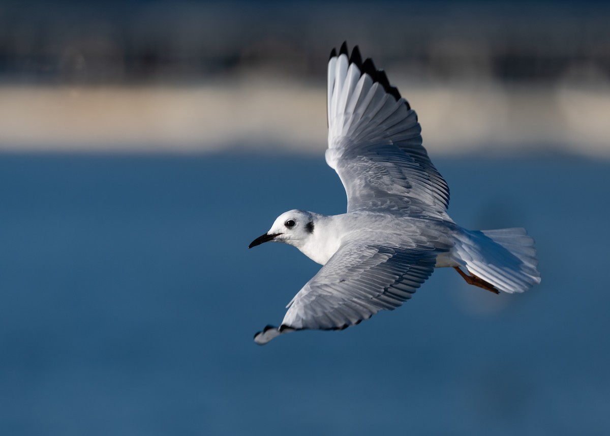 Bonaparte's Gull - ML276591631