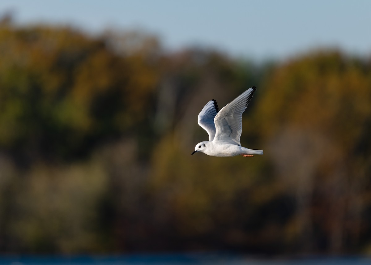 Bonaparte's Gull - ML276591641