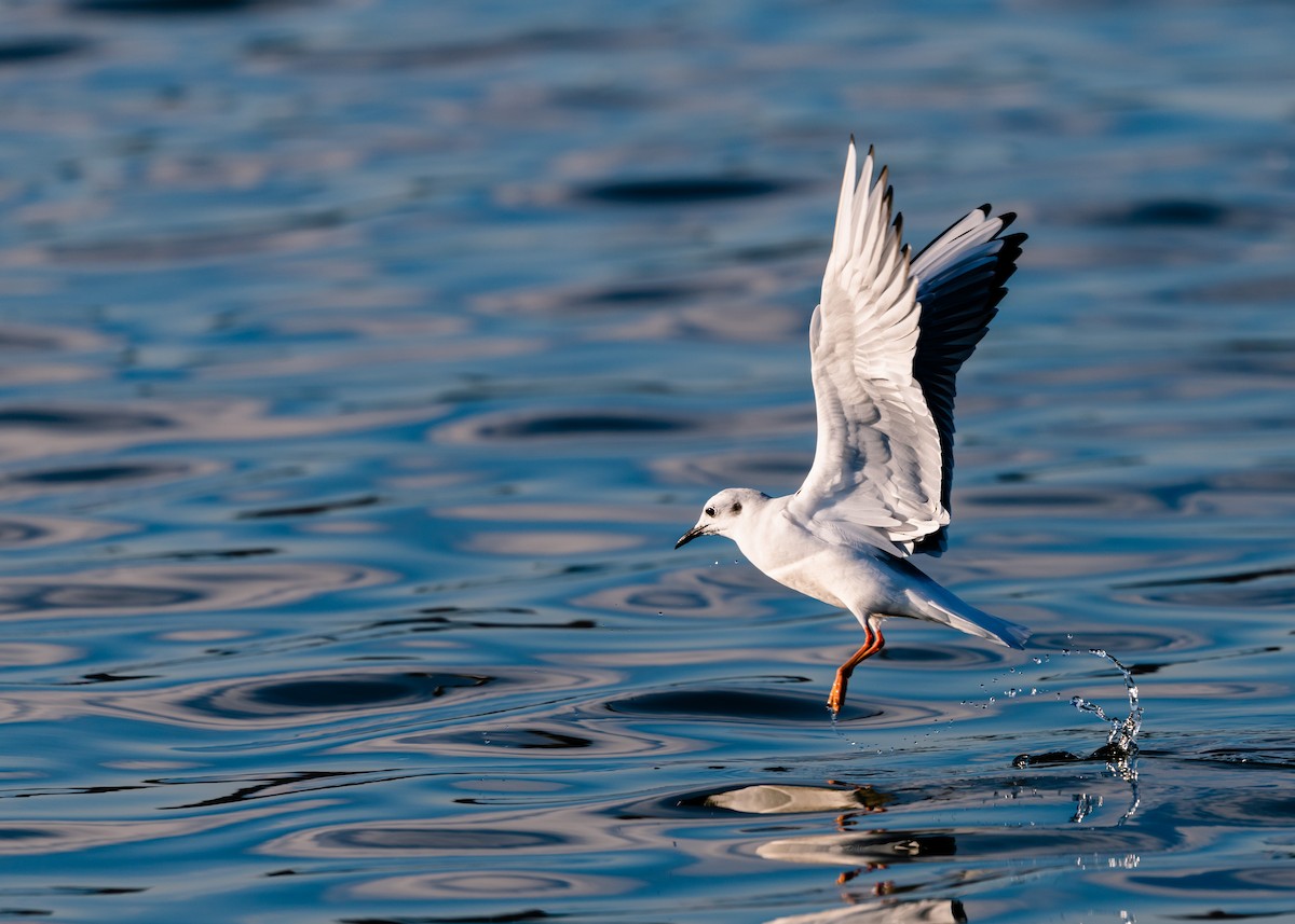 Bonaparte's Gull - ML276591741