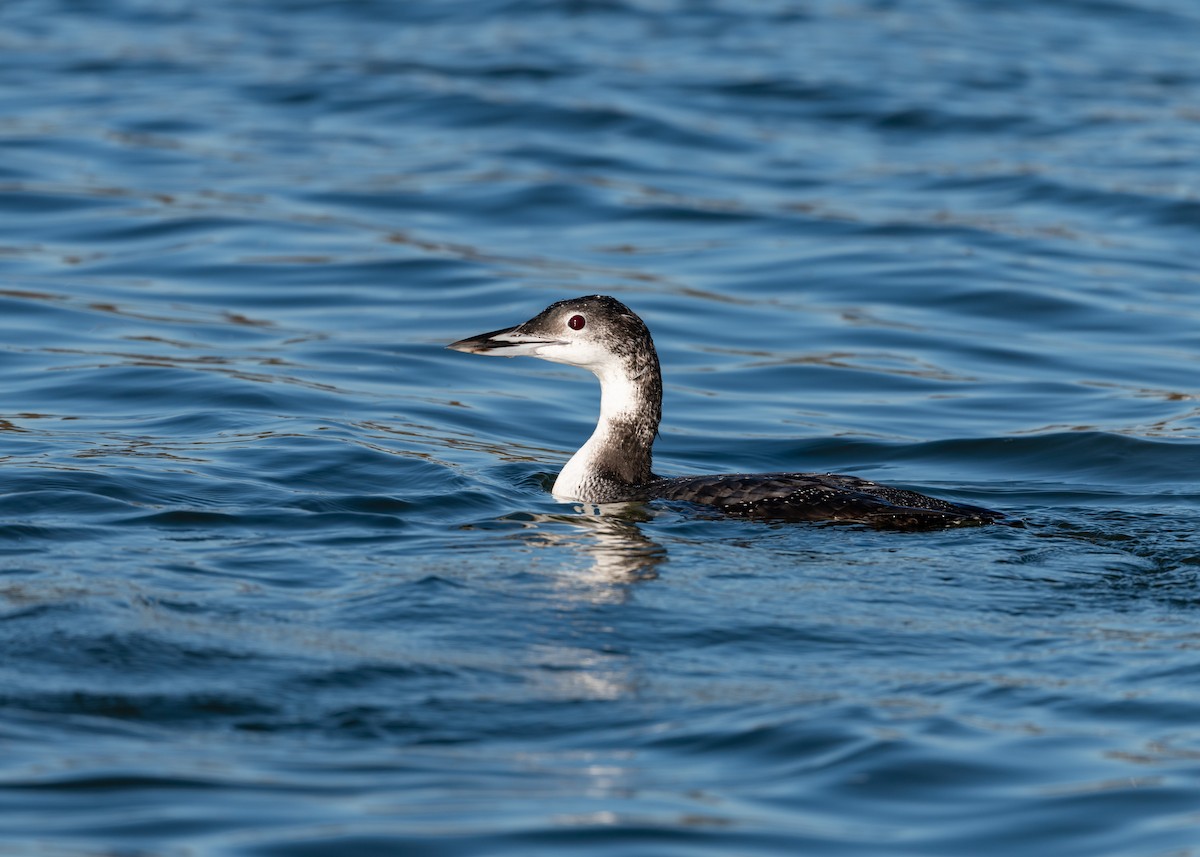 Common Loon - ML276591771