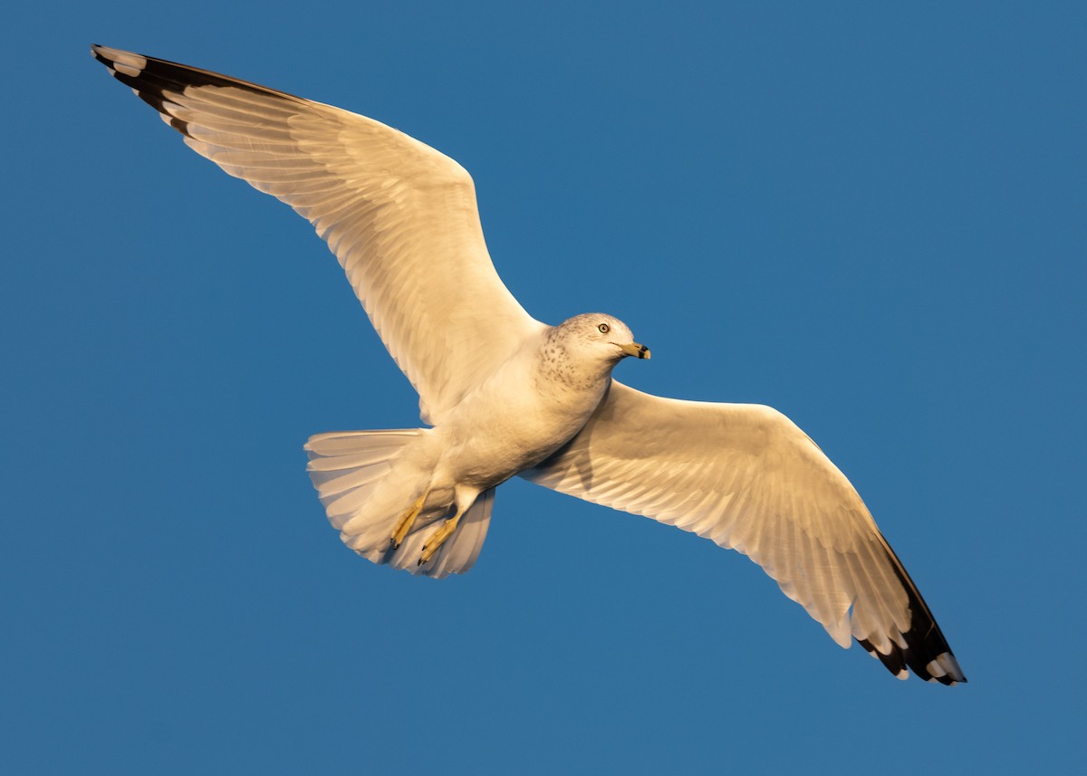 Ring-billed Gull - ML276591841