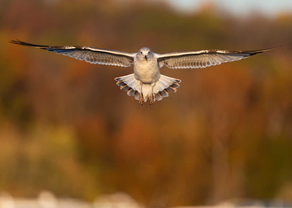 Ring-billed Gull - ML276591891
