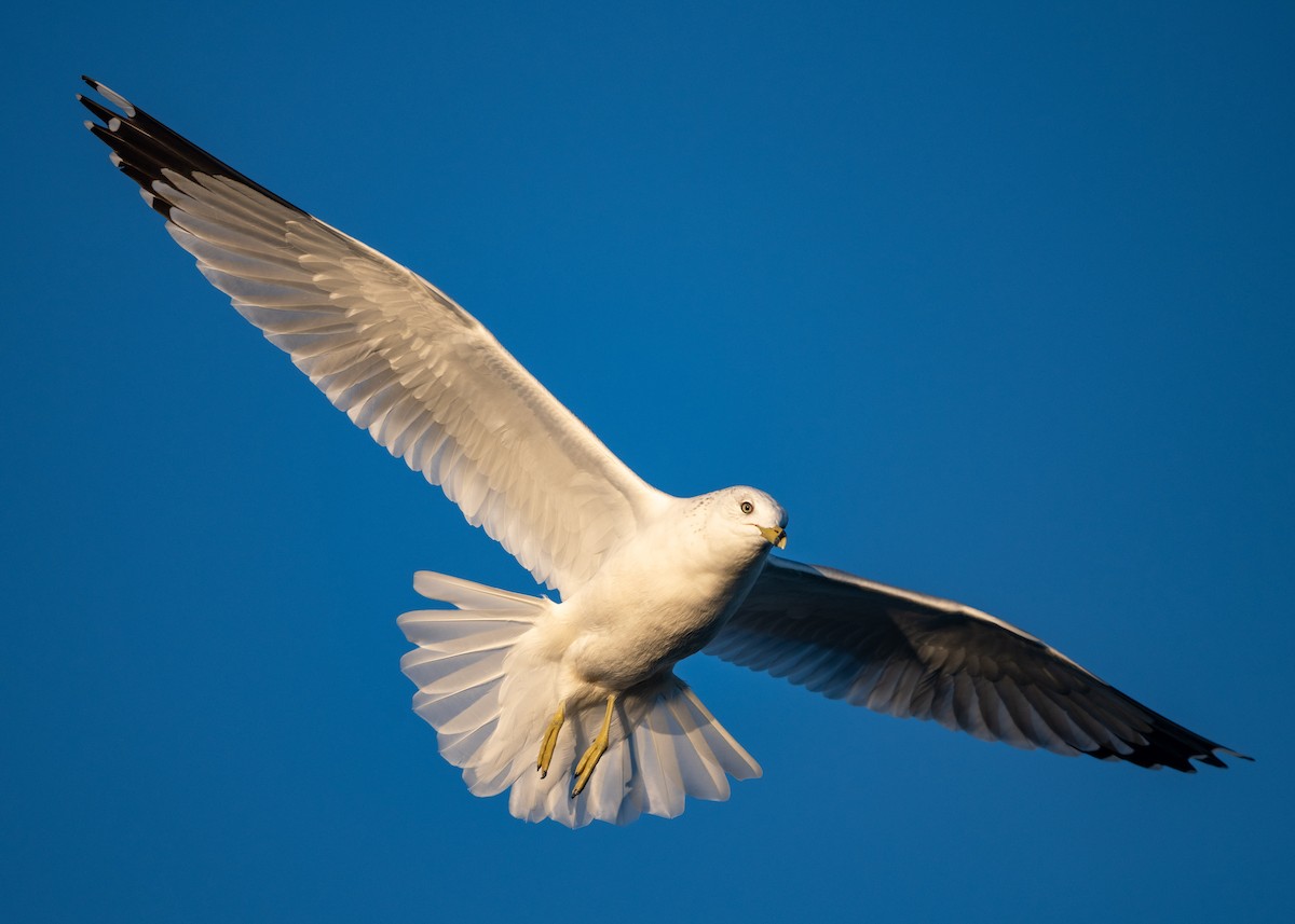 Ring-billed Gull - ML276591911