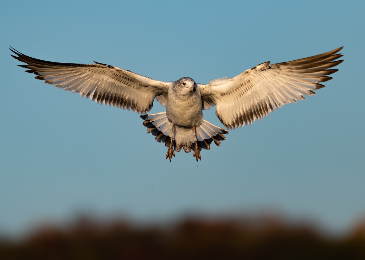 Ring-billed Gull - ML276591921