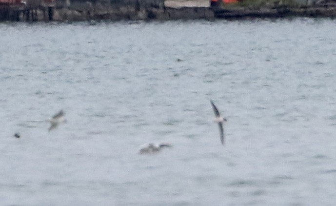 Mouette pygmée - ML27659201