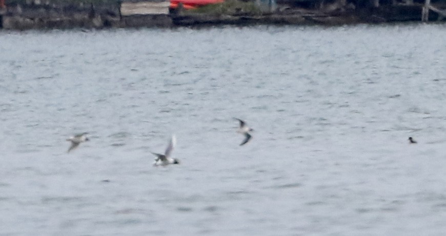 Mouette pygmée - ML27659211