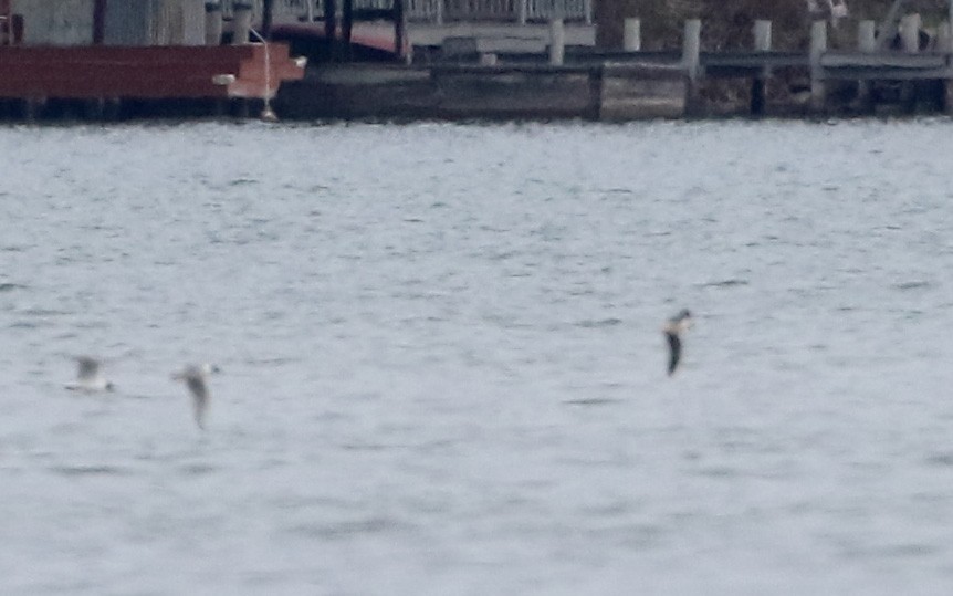 Mouette pygmée - ML27659231