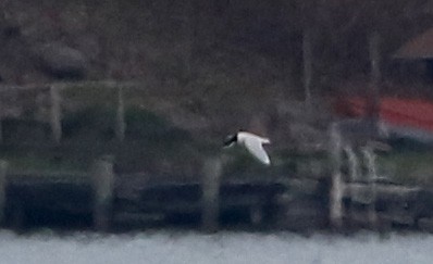 Mouette pygmée - ML27659251