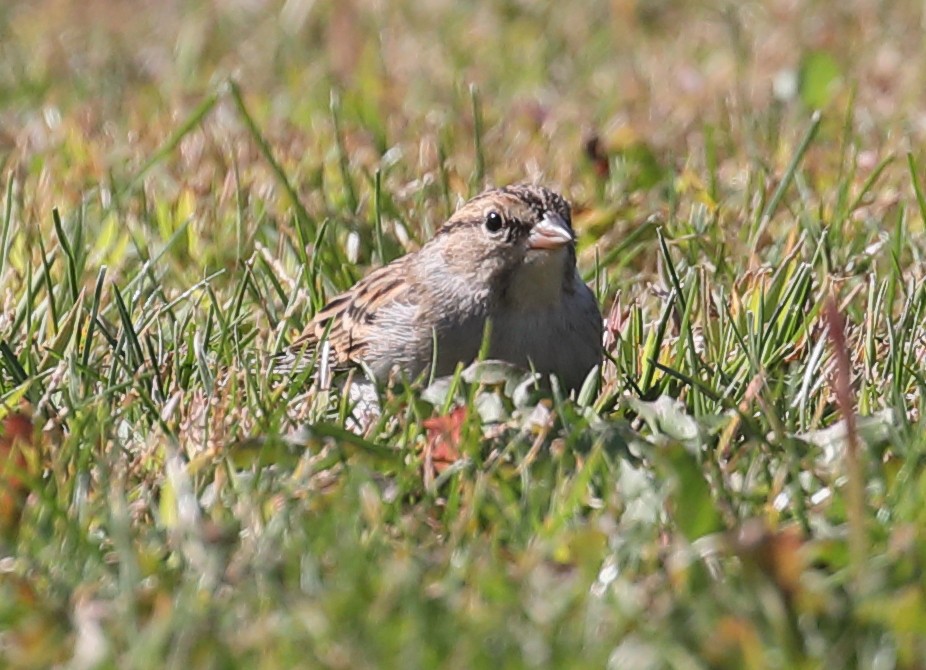 Chipping Sparrow - ML276596341