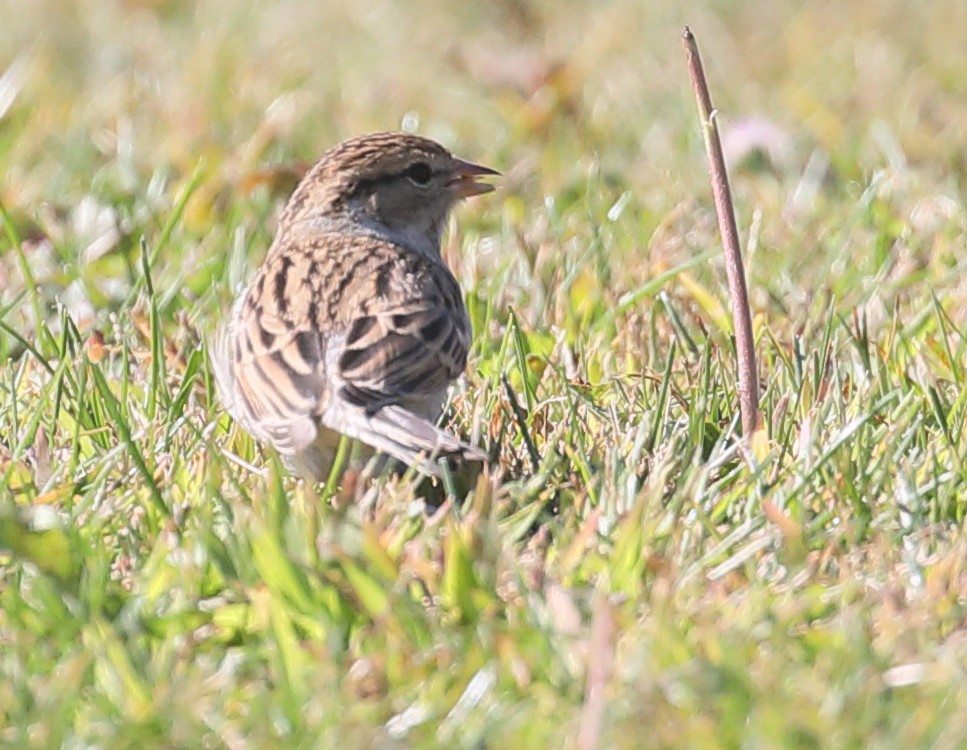 Chipping Sparrow - ML276596371